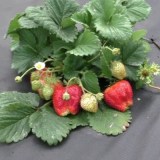 Кисс Неллис